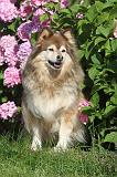 CHIEN FINNOIS DE LAPONIE 088